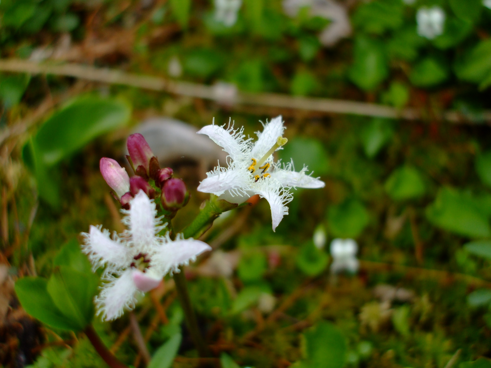 Menyanthes trifoliata